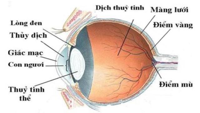 bai 10 trang 203 ly 11 1