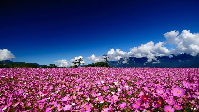 hinh nen canh dong hoa