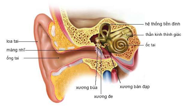 benh tien dinh la gi