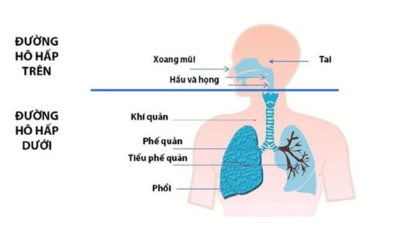 ✴️ Bảo vệ hệ hô hấp khỏe mạnh