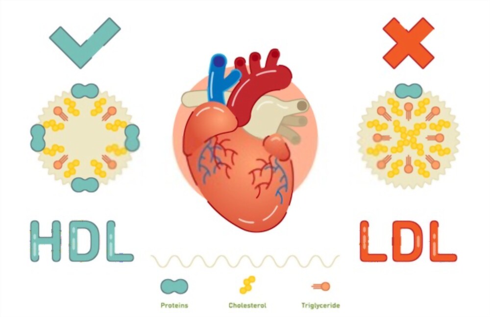 ✴️ Những điều cần biết về lipoprotein (a)